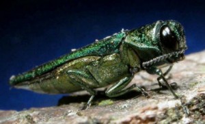 Emerald ash borer, TREE-age Darien, Bolingbrook, Naperville