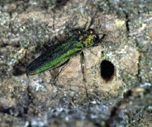 Emerald ash borer, TREE-age, Darien, Bolingbrook, Naperville, Burr Ridge, Plainfield