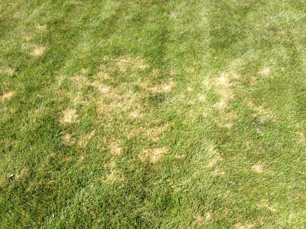 Lawn Service Dollar Spot