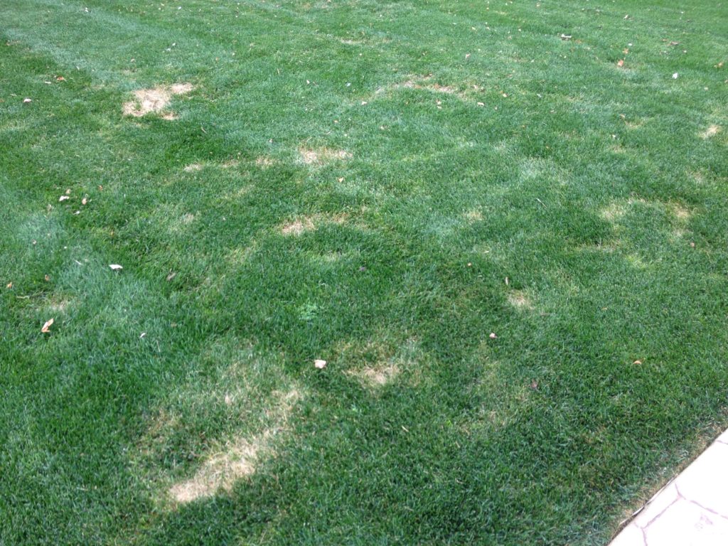 Lawn service, summer patch, lawn disease