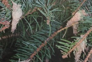 Tree Care bagworm on spruce.